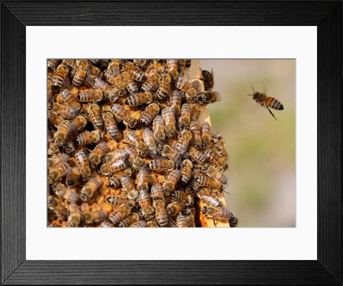 Framed Print : Bees are seen on the frame of a beehive in Denee Framed Print : Bees are seen on the frame of a beehive in Denee