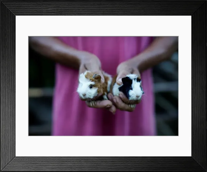 Framed Print : Farmer shows his newborn pet guinea pigs in Santo Domingo, Cuba Framed Print : Farmer shows his newborn pet guinea pigs in Santo Domingo, Cuba