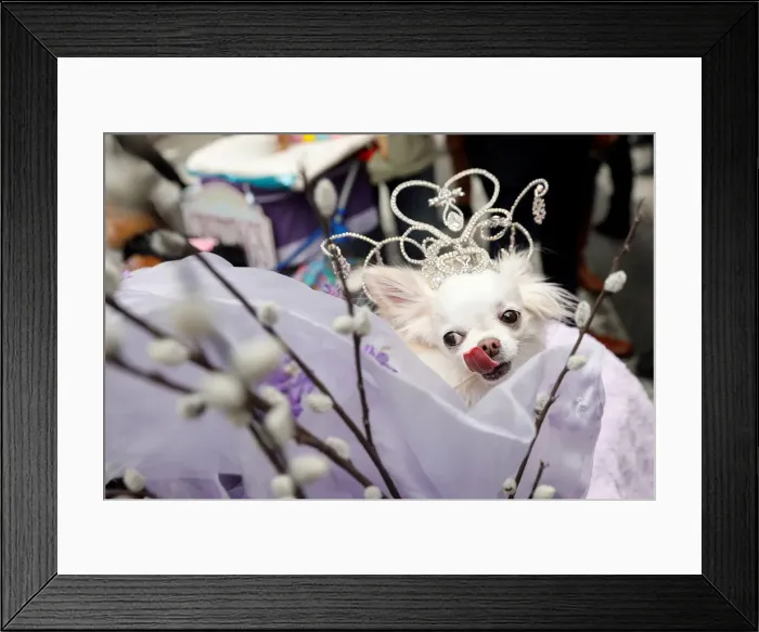 Framed Print : A dog dressed in costume attends the annual Easter Parade Framed Print : A dog dressed in costume attends the annual Easter Parade