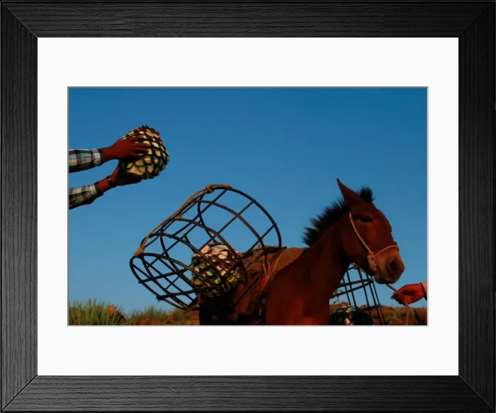 Framed Print : The Wider Image: Tequila boom rooted in traditional farming techniques Framed Print : The Wider Image: Tequila boom rooted in traditional farming techniques
