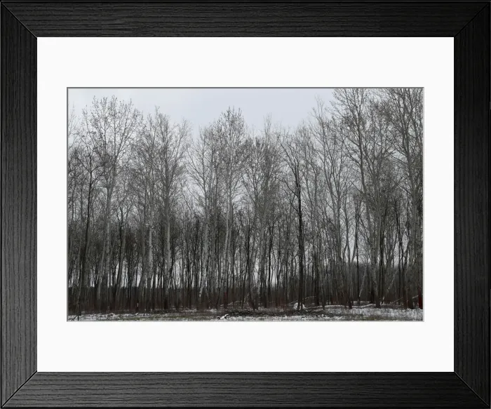 Framed Print : Trees are seen near to the village of Asotthalom Framed Print : Trees are seen near to the village of Asotthalom