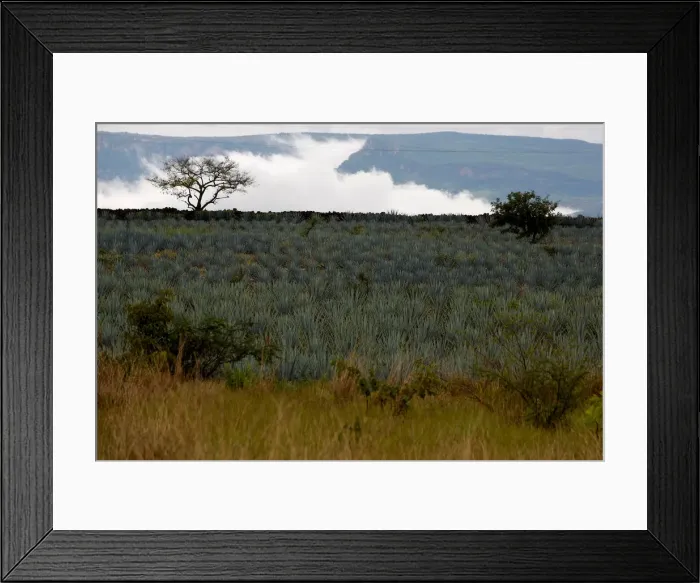 Framed Print : The Wider Image: Tequila boom rooted in traditional farming techniques Framed Print : The Wider Image: Tequila boom rooted in traditional farming techniques