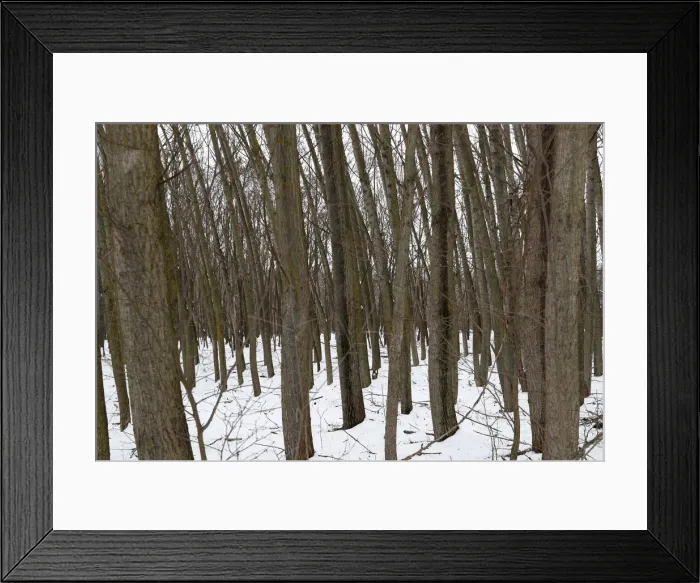Framed Print : Trees are seen near to the village of Asotthalom