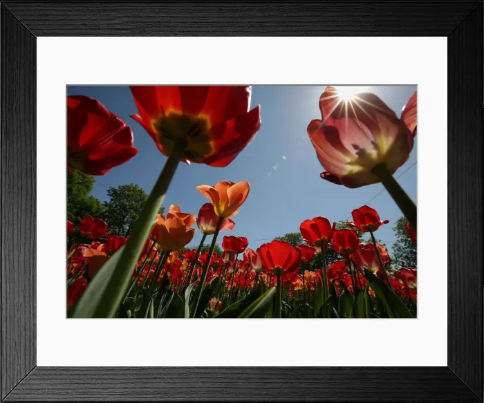 Framed Print : Spring in Vienna