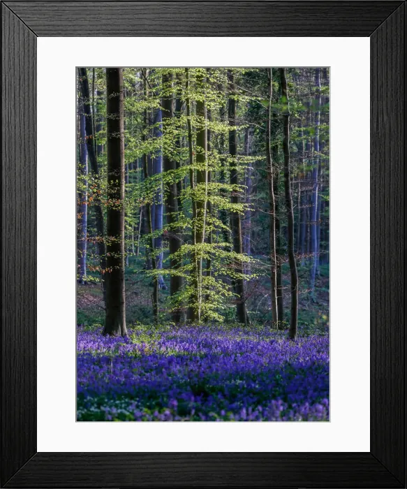 Framed Print : Wild bluebells form a carpet in the Hallerbos near the Belgian city of Halle Framed Print : Wild bluebells form a carpet in the Hallerbos near the Belgian city of Halle
