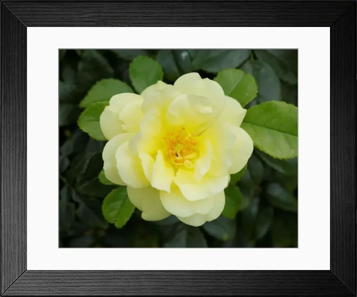 Framed Print : A rose is seen in a public garden in Vienna Framed Print : A rose is seen in a public garden in Vienna
