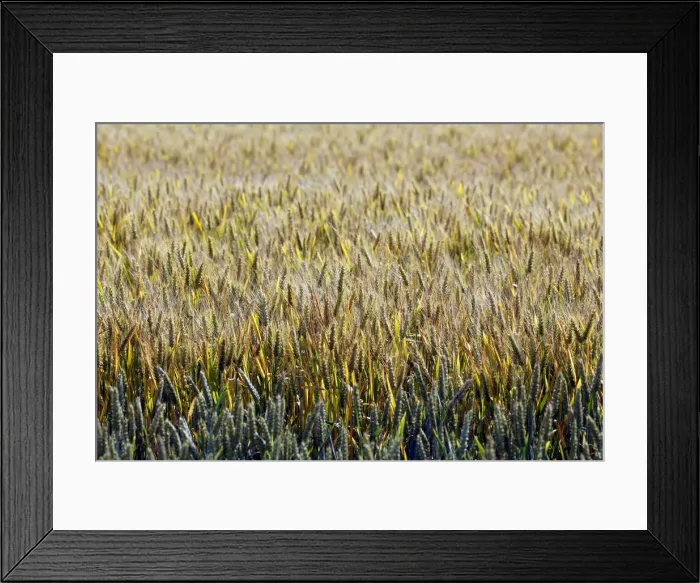 Framed Print : Ears of wheat are seen in a wheat field in Mouchamps