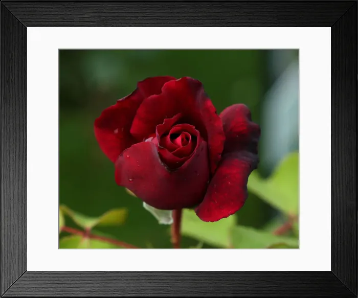 Framed Print : A rose is seen in a public garden in Vienna Framed Print : A rose is seen in a public garden in Vienna
