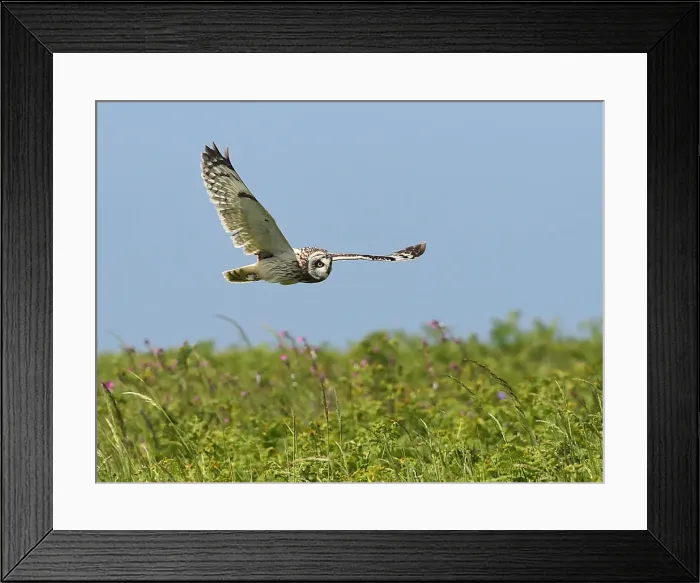 Framed Print : A rare short eared owl flies in daylight on the island of Skomer, Pembrokeshire, Wales