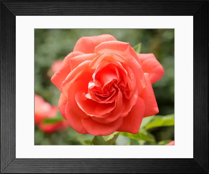 Framed Print : A rose is seen in a public garden in Vienna Framed Print : A rose is seen in a public garden in Vienna
