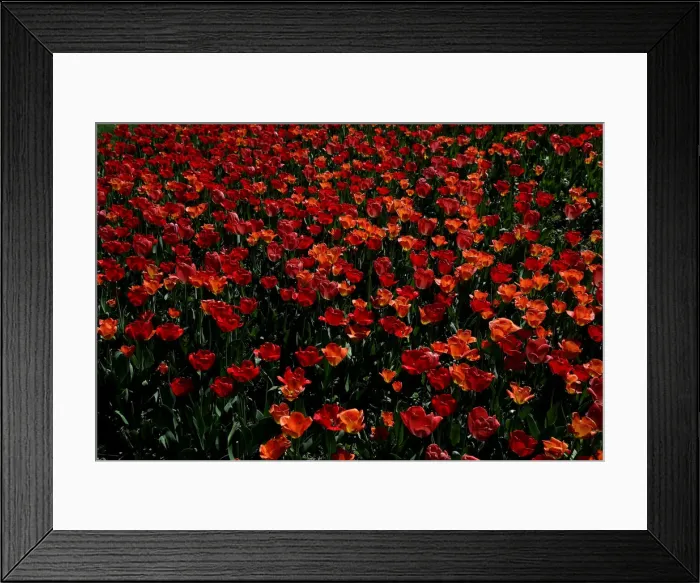 Framed Print : Spring in Vienna