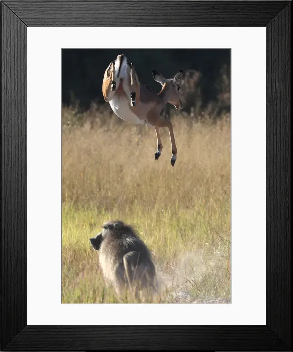 Framed Print : A startled antelope jumps over a baboon in the Okavango Delta Framed Print : A startled antelope jumps over a baboon in the Okavango Delta