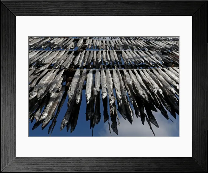 Framed Print : Fish are hung from bamboo poles for drying at a fishing village in Mumbai Framed Print : Fish are hung from bamboo poles for drying at a fishing village in Mumbai
