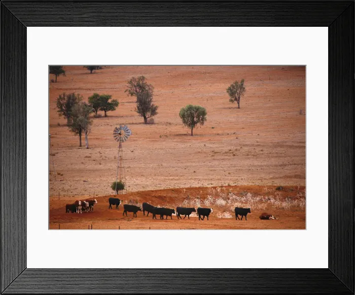 Framed Print : Cattle walk past an empty dam and old windmill in a drought-affected paddock on a Framed Print : Cattle walk past an empty dam and old windmill in a drought-affected paddock on a