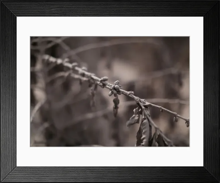 Framed Print : Coffee plants, covered in ash after the eruption of the Fuego volcano Framed Print : Coffee plants, covered in ash after the eruption of the Fuego volcano