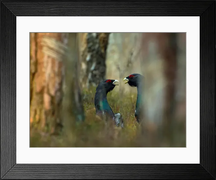 Framed Print : Capercaillies are seen at the mating ground in a forest near the village of Vyganashchy Framed Print : Capercaillies are seen at the mating ground in a forest near the village of Vyganashchy