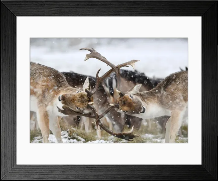 Framed Print : Deer clash antlers as snow falls in Richmond Park in London Framed Print : Deer clash antlers as snow falls in Richmond Park in London