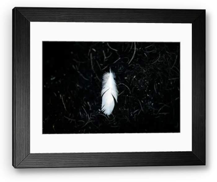 Framed Print : A feather is pictured in a burnt area where Palestinians have been causing blazes by Framed Print : A feather is pictured in a burnt area where Palestinians have been causing blazes by