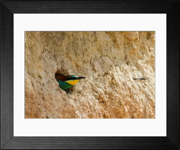Framed Print : A European bee-eater looks out from its nest near the village of Alekseevka