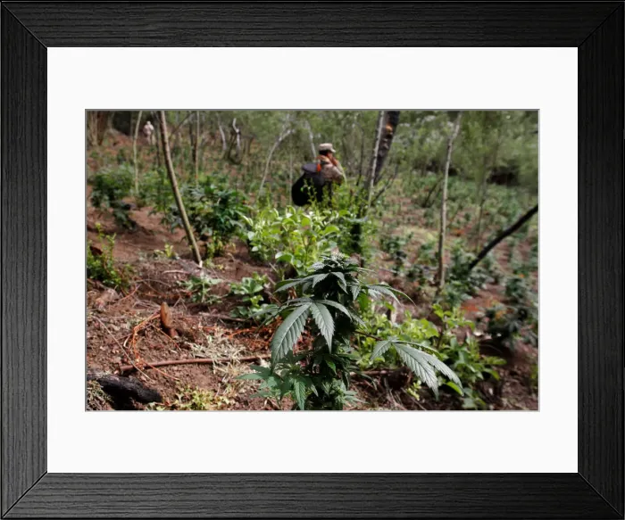 Framed Print : A marijuana leaf is pictured during a military operation to destroy a marijuana Framed Print : A marijuana leaf is pictured during a military operation to destroy a marijuana