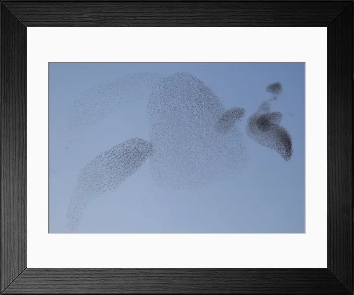 Framed Print : A flock of starlings fills the dusk sky over Rome
