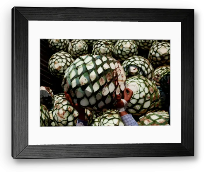 Framed Print : The Wider Image: Tequila boom rooted in traditional farming techniques Framed Print : The Wider Image: Tequila boom rooted in traditional farming techniques