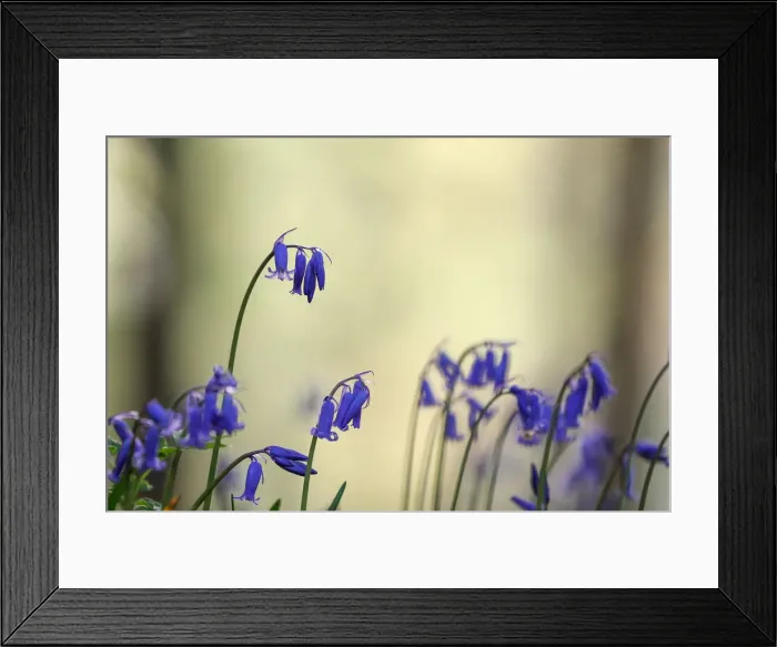 Framed Print : Wild bluebells form a carpet in the Hallerbos near the Belgian city of Halle Framed Print : Wild bluebells form a carpet in the Hallerbos near the Belgian city of Halle