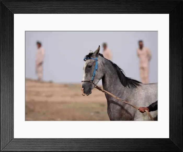 Framed Print : A horse reacts during a festival in Qamishli Framed Print : A horse reacts during a festival in Qamishli