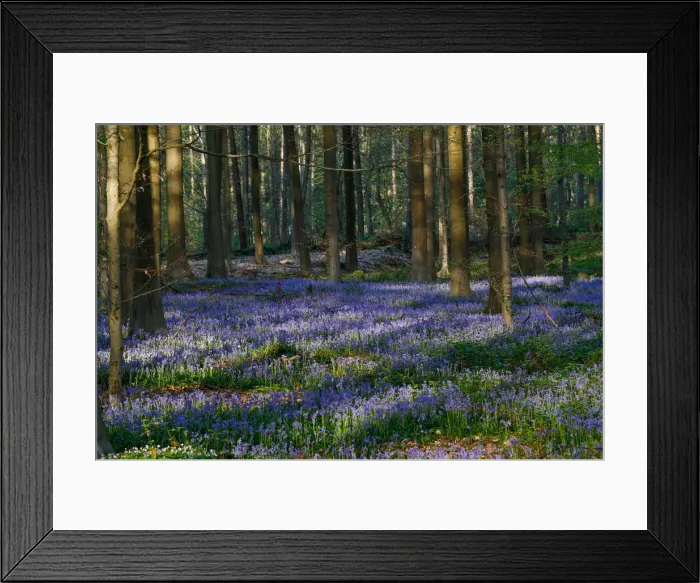Framed Print : Wild bluebells form a carpet in the Hallerbos near the Belgian city of Halle Framed Print : Wild bluebells form a carpet in the Hallerbos near the Belgian city of Halle
