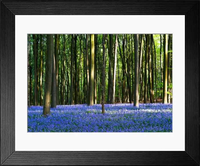 Framed Print : Wild bluebells form a carpet in the Hallerbos near the Belgian city of Halle Framed Print : Wild bluebells form a carpet in the Hallerbos near the Belgian city of Halle