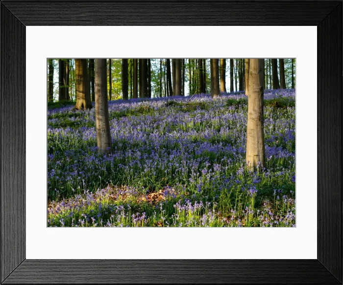 Framed Print : Wild bluebells form a carpet in the Hallerbos near the Belgian city of Halle Framed Print : Wild bluebells form a carpet in the Hallerbos near the Belgian city of Halle