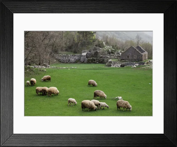 Framed Print : Sheep graze in a field near the village of Njegusi