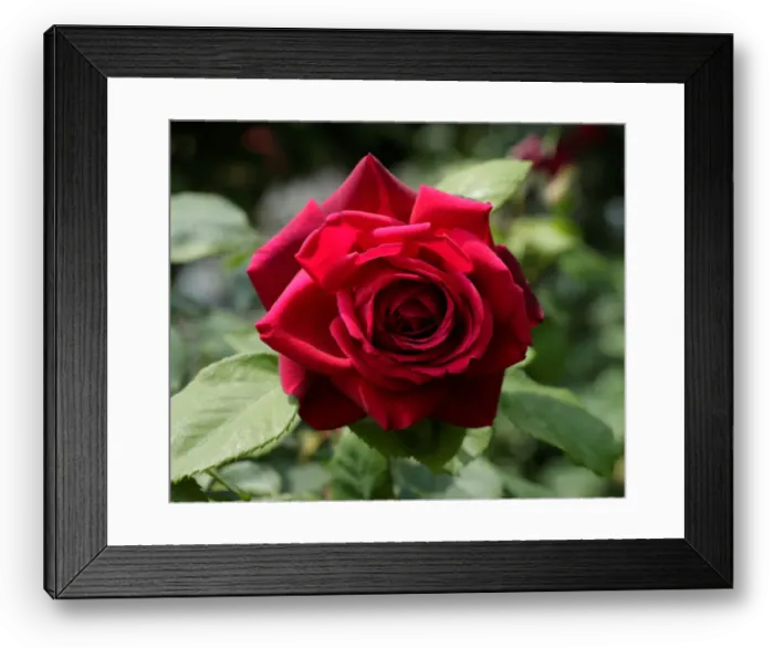 Framed Print : A rose is seen in a public garden in Vienna Framed Print : A rose is seen in a public garden in Vienna
