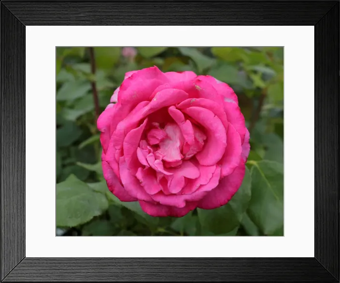 Framed Print : A rose is seen in a public garden in Vienna