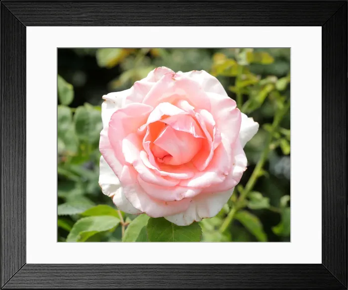 Framed Print : A rose is seen in a public garden in Vienna Framed Print : A rose is seen in a public garden in Vienna