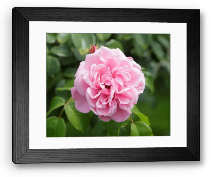 Framed Print : A rose is seen in a public garden in Vienna Framed Print : A rose is seen in a public garden in Vienna
