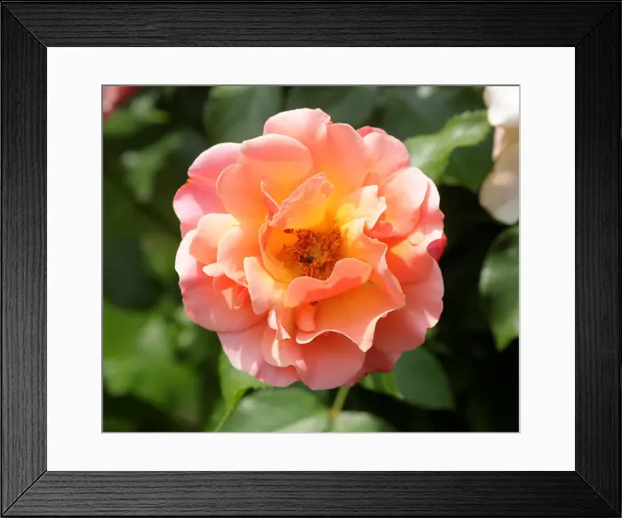 Framed Print : A rose is seen in a public garden in Vienna