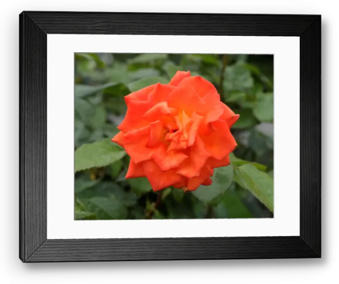 Framed Print : A rose is seen in a public garden in Vienna Framed Print : A rose is seen in a public garden in Vienna
