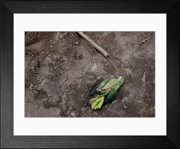 Framed Print : The Wider Image: In volcanos wake, Guatemalan town became a cemetery Framed Print : The Wider Image: In volcanos wake, Guatemalan town became a cemetery