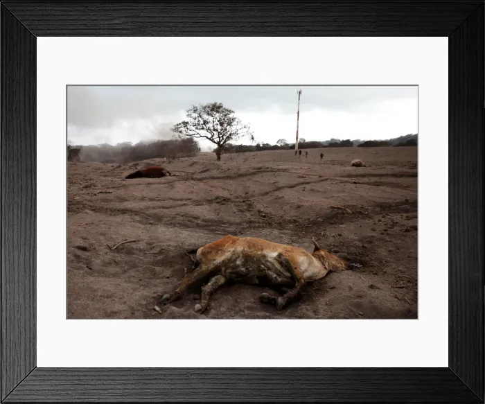 Framed Print : A dead calf is seen at an area affected by the eruption of the Fuego volcano at El Rodeo Framed Print : A dead calf is seen at an area affected by the eruption of the Fuego volcano at El Rodeo