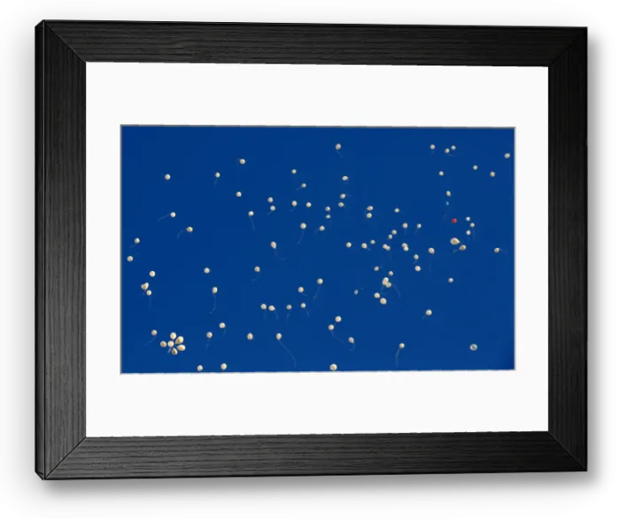 Framed Print : Balloons fly after being released by people who gather to commemorate the victims of a Framed Print : Balloons fly after being released by people who gather to commemorate the victims of a
