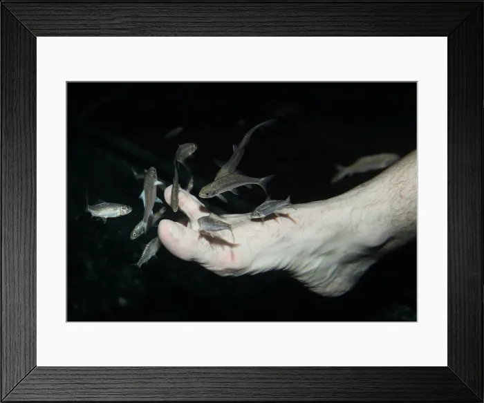 Framed Print : Garra rufa obtusas, also known as doctor fish, swim around the foot of a man as he