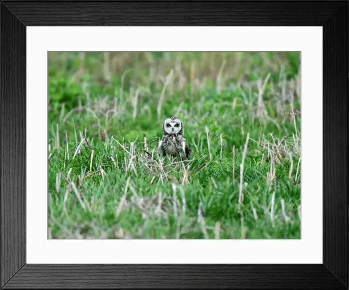 Framed Print : A rare short-eared owl stands in the grass in daylight on the island of Skomer Framed Print : A rare short-eared owl stands in the grass in daylight on the island of Skomer