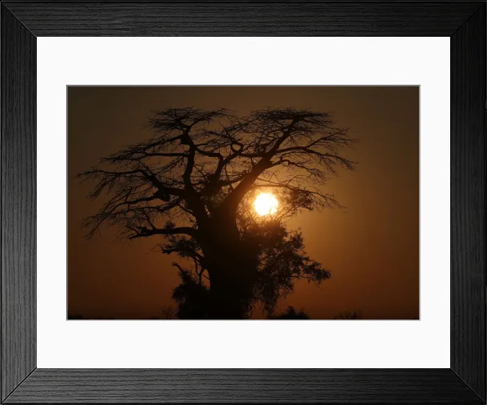 Framed Print : The sun rises behind a Baobab tree in the Okavango Delta Framed Print : The sun rises behind a Baobab tree in the Okavango Delta