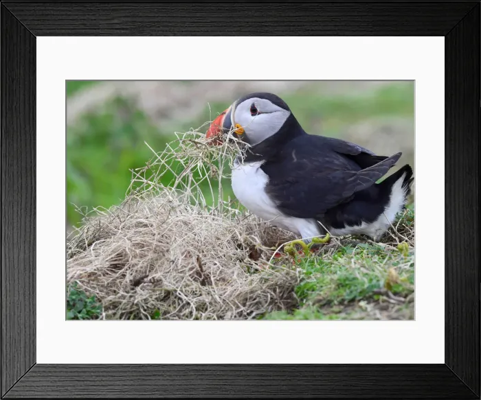 Framed Print : An Atlantic Puffin collects twigs for its nest in a burrow on the island of Skomer Framed Print : An Atlantic Puffin collects twigs for its nest in a burrow on the island of Skomer