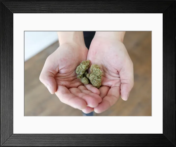 Framed Print : An employee holds marijuana at a dispensary in Ottawa Framed Print : An employee holds marijuana at a dispensary in Ottawa