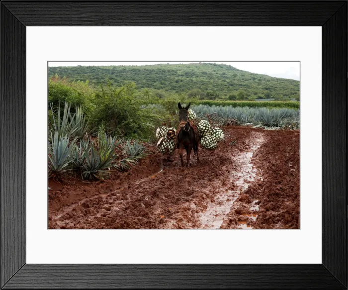 Framed Print : The Wider Image: Tequila boom rooted in traditional farming techniques Framed Print : The Wider Image: Tequila boom rooted in traditional farming techniques