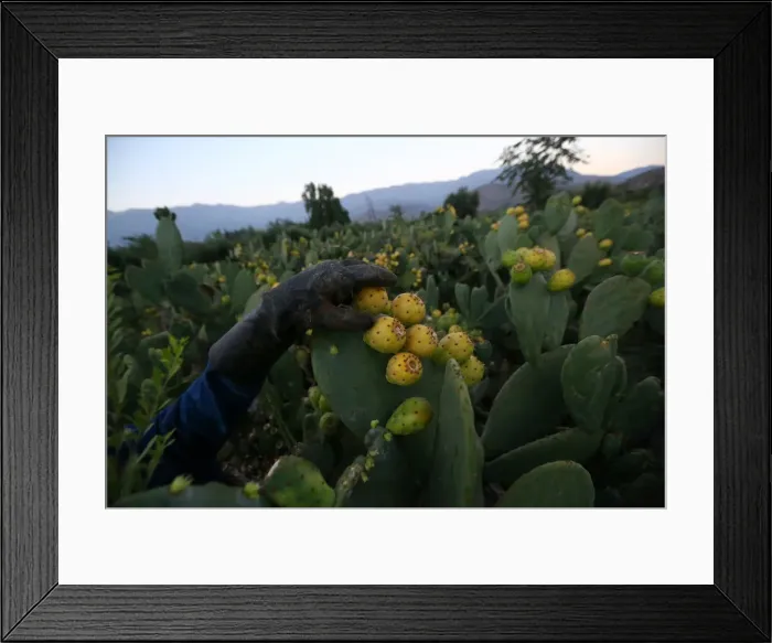 Framed Print : The Wider Image: Chiles tiny Til Til faces big trash problem Framed Print : The Wider Image: Chiles tiny Til Til faces big trash problem