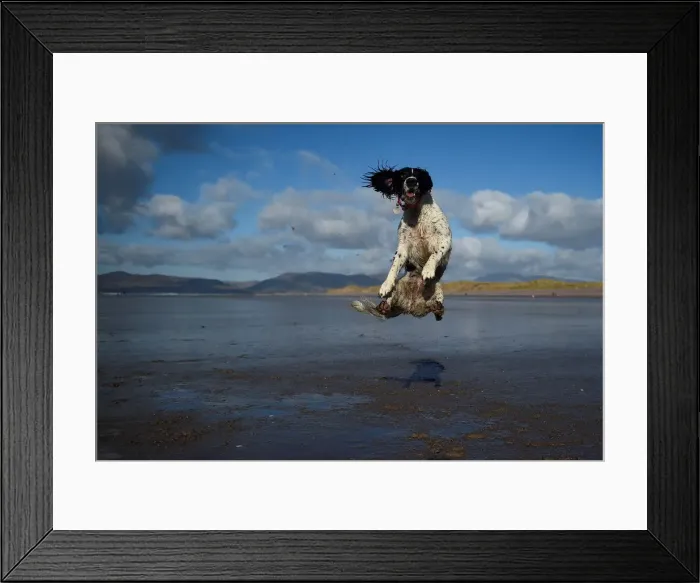 Framed Print : A dog jumps into the air to catch a ball along the beach near the County Kerry village of Framed Print : A dog jumps into the air to catch a ball along the beach near the County Kerry village of