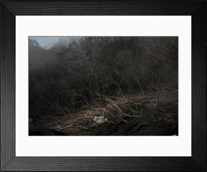 Framed Print : Trees are seen at an area affected by the eruption of the Fuego volcano at San Miguel Los Framed Print : Trees are seen at an area affected by the eruption of the Fuego volcano at San Miguel Los